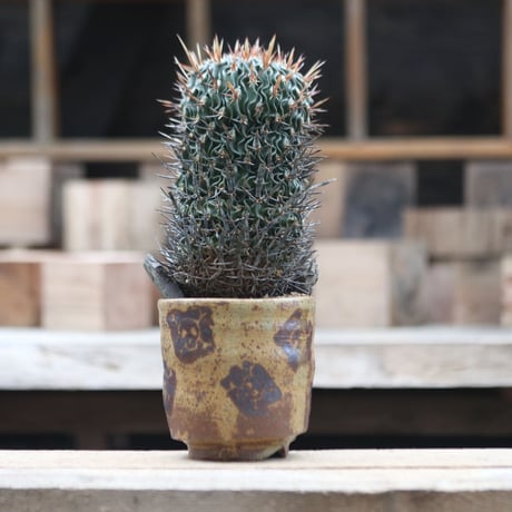 エキノフォスロカクタス 縮玉／Echinofossulocactus zacatecasensis   no.1002/25