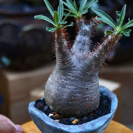 パキポディウム  グラキリス／Pachypodium  gracilius       no.92641