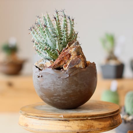 Aloe melanacantha ssp. var. erinacea  × takero pot (3.5号)  no.111/19