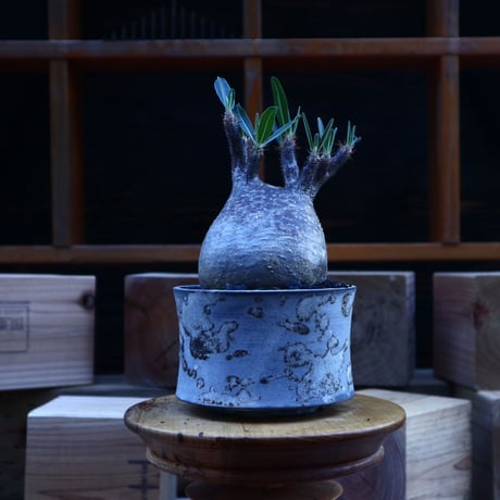 パキポディウム  グラキリス／Pachypodium  gracilius       no.62045