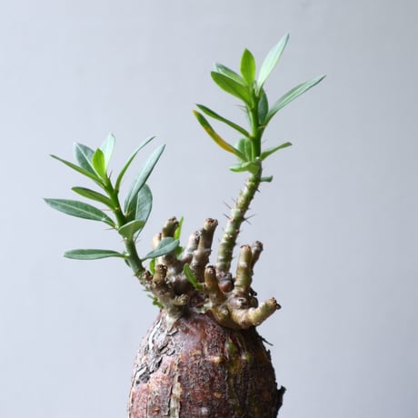 パキポディウム ビスピノーサム    Pachypodium bispinosum   no.90112