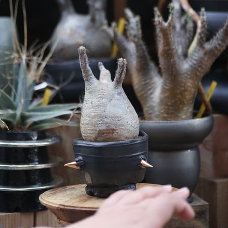 パキポディウム  グラキリス／Pachypodium  gracilius   no.12208