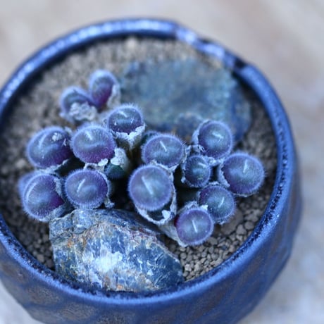 コノフィツム  ステファニー／Conophytum stephanii  no.13067