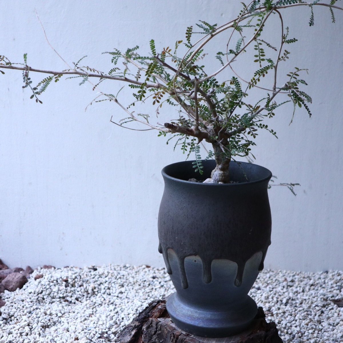 オペルクリカリア ヒファエノイデス Operculicarya hyphaeno