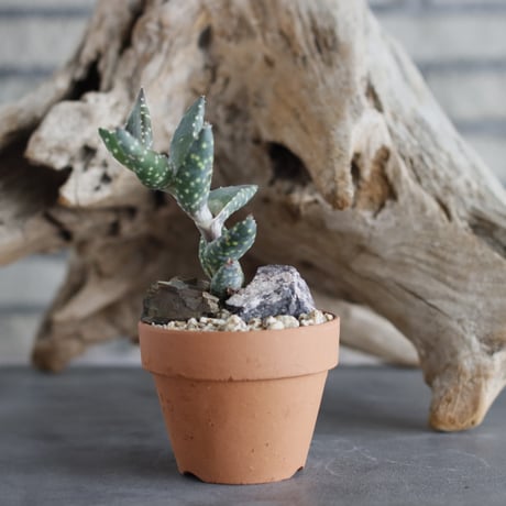Aloe arenicola  × YAMABACHI (3号)  no.629-2