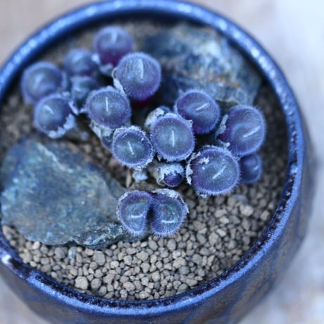 コノフィツム  ステファニー／Conophytum stephanii  no.13067