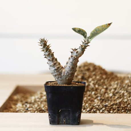 パキポディウム ウィンゾリー / Pachypodium baronii var. windsorii    no.41615