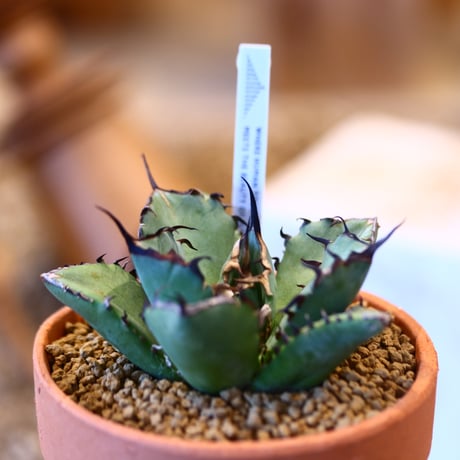Agave titanota black Whale × YAMABACHI   no.123171