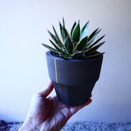 　Agave filifera ssp. schidigera No.11231