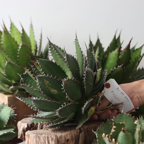 CATEGORY 2024/12/8 20:00~ | 芽の巣山