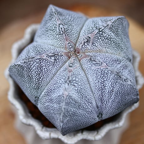 アストロフィツム  恩塚ランポー玉 ／Astrophytum myriostigma cv.　no.40377