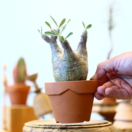 YAMABACHI × Pachypodium  gracilius   no.91013
