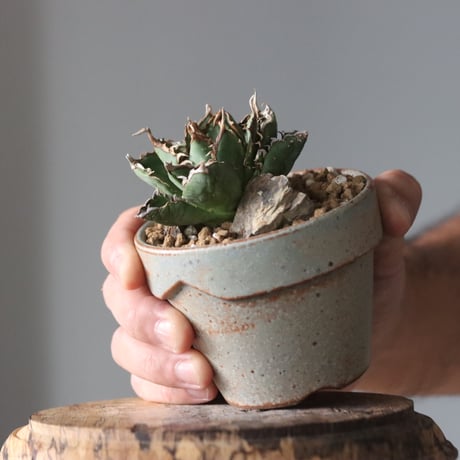 Agave titanota filigree Devil × YAMABACHI var. 中川智治  no.914-18
