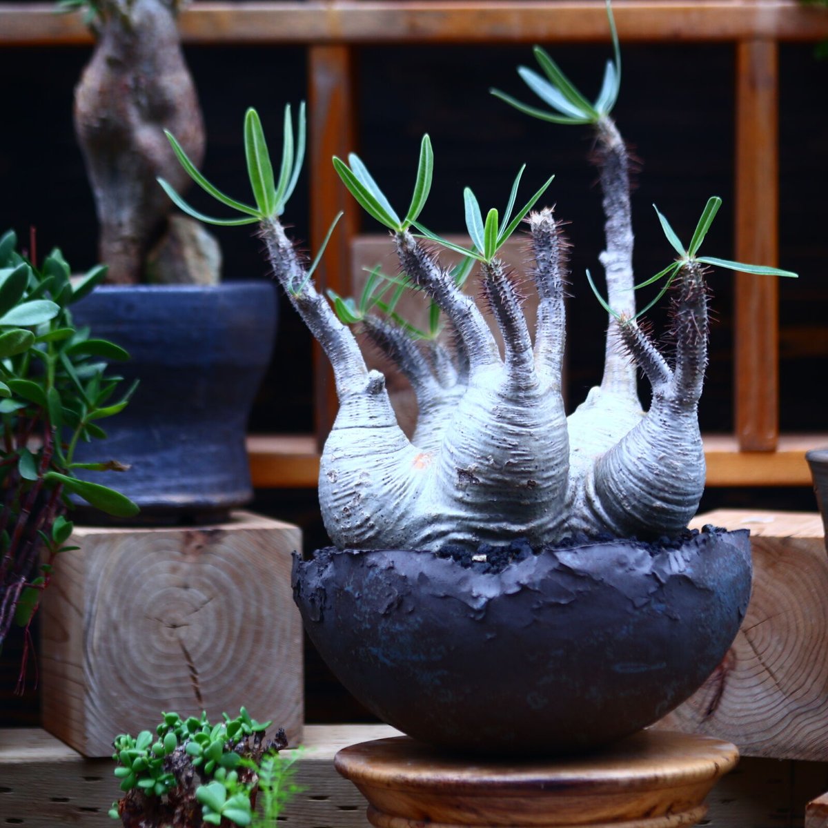 パキポディウム グラキリス 多頭／Pachypodium gracilius