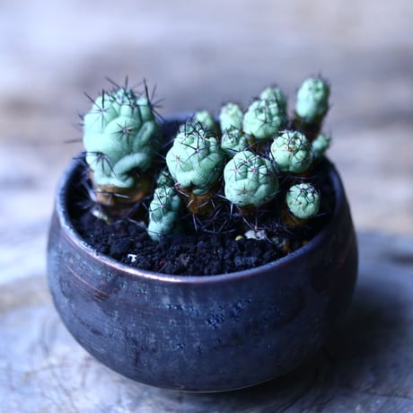 オルテゴカクタス　マクドガリー　 Ortegocactus macdougallii  no.101808