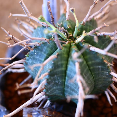 Euphorbia valida × soso   no.111233