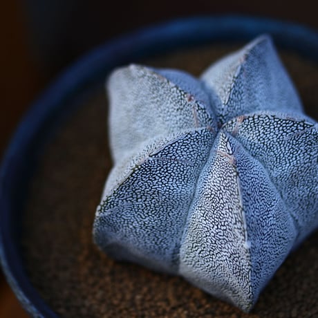 アストロフィツム  恩塚ランポー玉 ／Astrophytum myriostigma cv.　no.13037