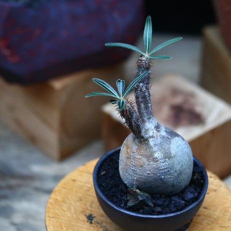 パキポディウム  グラキリス ／Pachypodium  gracilius     no.101032