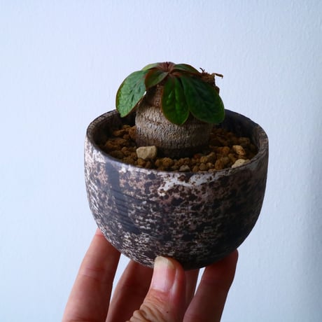 ユーフォルビア エクロニー Euphorbia ecklonii  鬼笑い  No.025