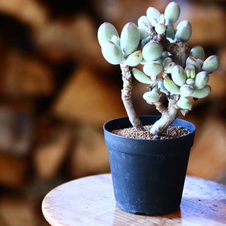 コチレドン   福ダルマ     Cotyledon orbiculata 'Fukkura'.   no.111539