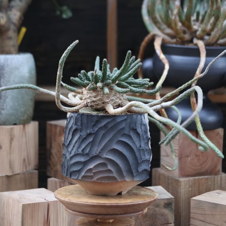 ユーフォルビア エスクレンタ／Euphorbia esculenta    no.12226