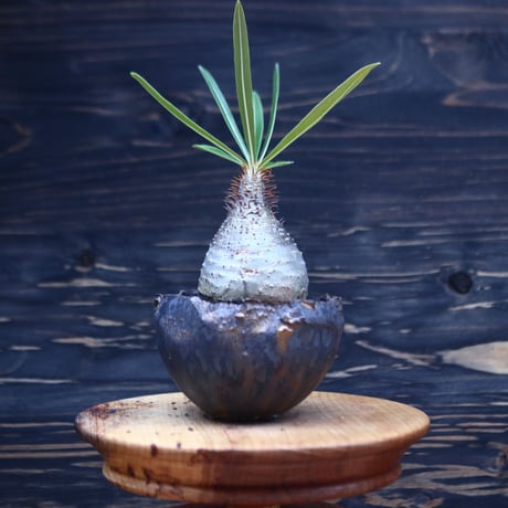 パキポディウム  グラキリス   Pachypodium  gracilius       no.30707