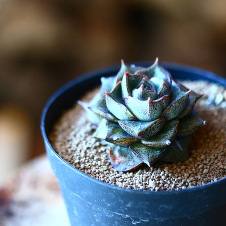 エケベリア   ディオニソス  大和錦   Echeveria 'Dionysos'  no.111540