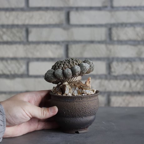 Pelecyphora aselliformis / 精巧丸 群生 × takero pot (3号) no.315/10