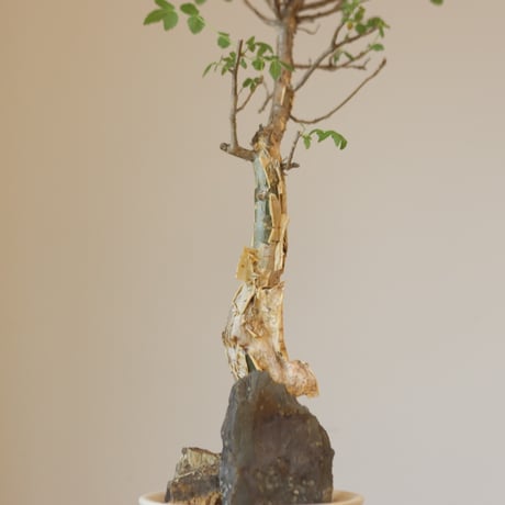 Bursera fagaroides × Atsushi Funakushi (4号鉢)  no.323/14