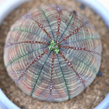 ユーフォルビア  オベサ♀／Euphorbia obesa    no.40381