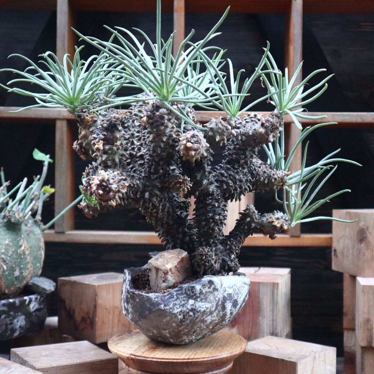 チレコドン ワリチー／Tylecodon wallichii no.121827 | 芽の巣山