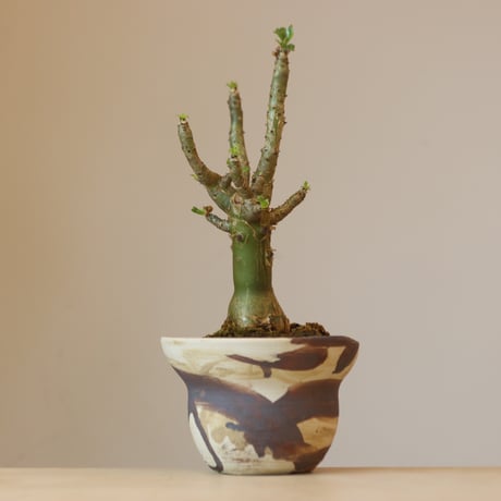 Tylecodon paniculatus × Mie Maeda   no.309-5
