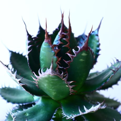 アガベ ホリダ   Agave horrida   no.41213