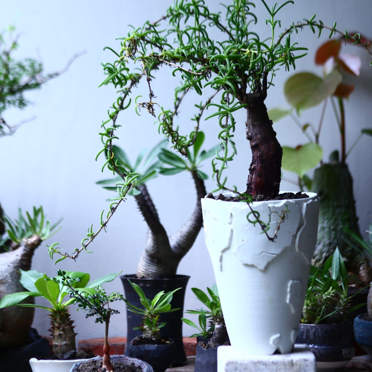 メストクレマ ツベローサム Mestoklema tuberosum no.71902