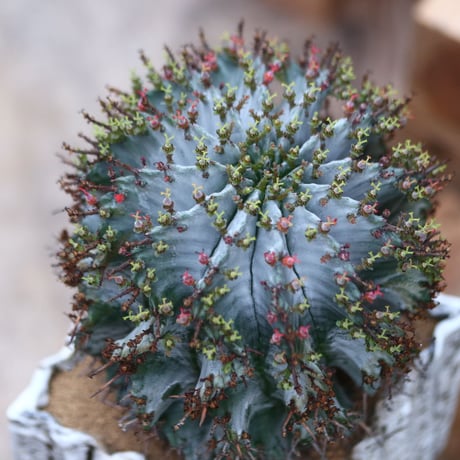 ユーフォルビア ホリダ / Euphorbia  horrida     no.31965