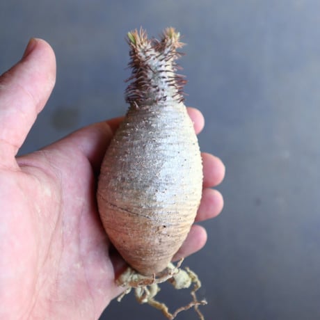 パキポディウム グラキリス 抜苗  Pachypodium rosulatum var. gracilius no.100624