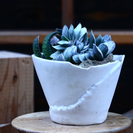 ガステリア 颯々の松／Gasteria ‘Kodakara' f. varieg.   no.13080