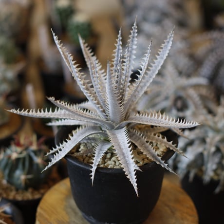 Dyckia ‘Nemesis' x ‘crystal Boy' (4号鉢)  no.1226/40