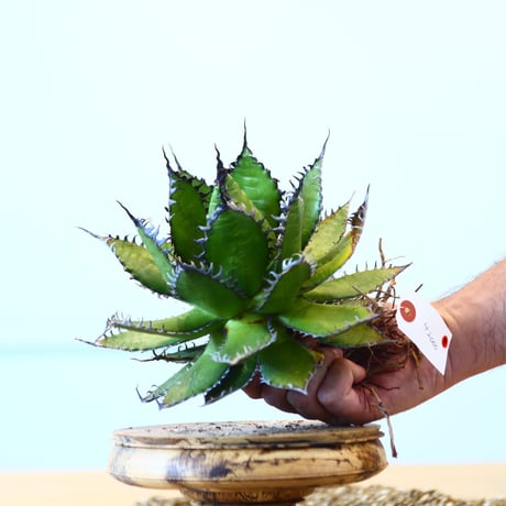 Agave horrida / Style of Chika   no.1015/9