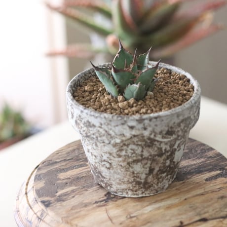 Agave titanota"FO-076" × YAMABACHI ver. takero pot　no.51916