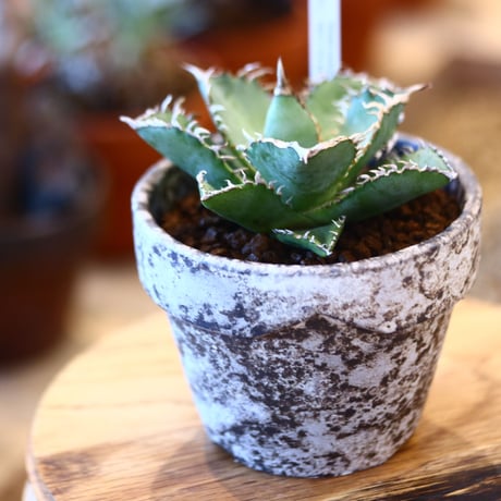 YAMABACHI ver. takero pot × Agave titanota "Filigree crested  no.102245