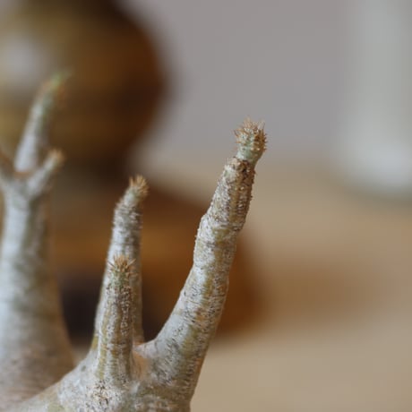 Pachypodium gracilius × N/OH   no.112-43