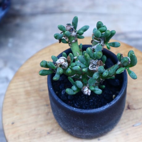 オトンナ  クラビフォリア    Othonna clavifolia    no.70420