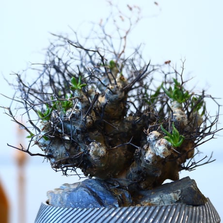 Tylecodon reticulate × N/OH  no.90325
