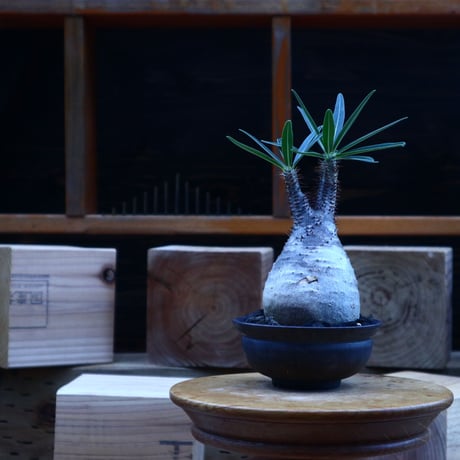 パキポディウム  グラキリス／Pachypodium  gracilius       no.62050