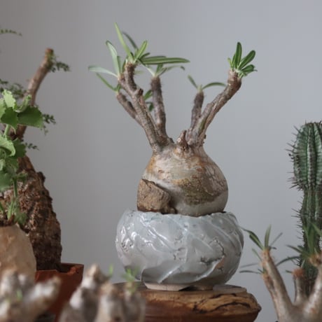 Pachypodium gracilius × yuko Takahashi   no.51231