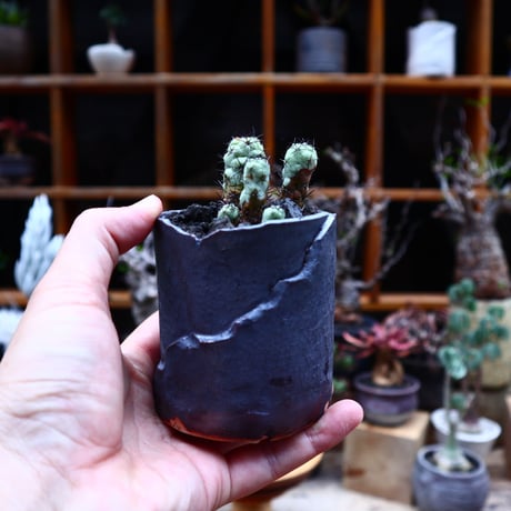 オルテゴカクタス | STORES