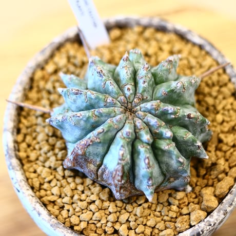 Euphorbia  horrida × YAMABACHI var. takero pot     no.11430