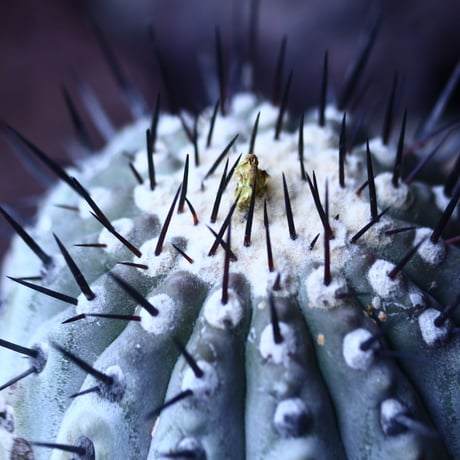 コピアポア 黒王丸 　Copiapoa cinerea　    no.42673