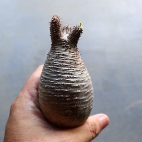 パキポディウム グラキリス 抜苗  Pachypodium rosulatum var. gracilius no.92929